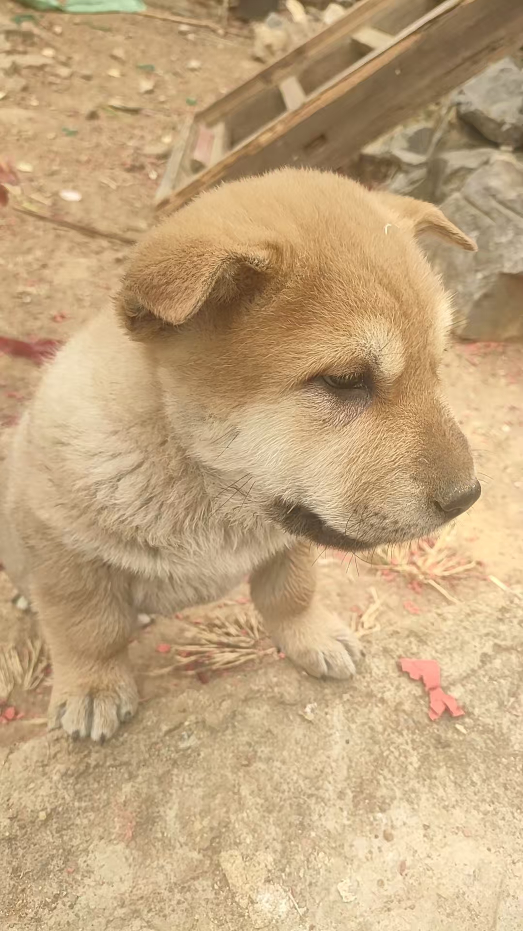 黄狗白面，五黑犬，白犬，广西田园犬